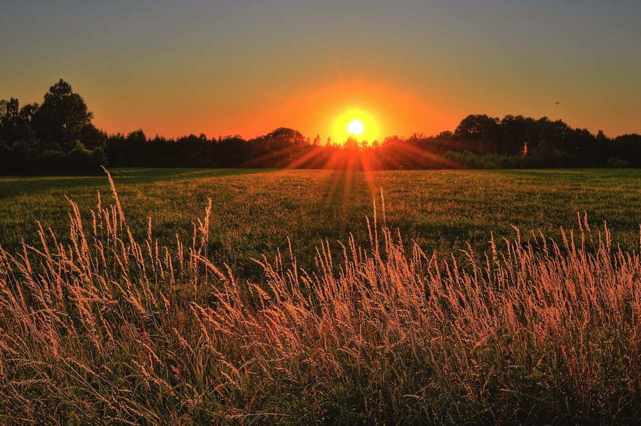 Why Hope is on the Horizon in The New Forest