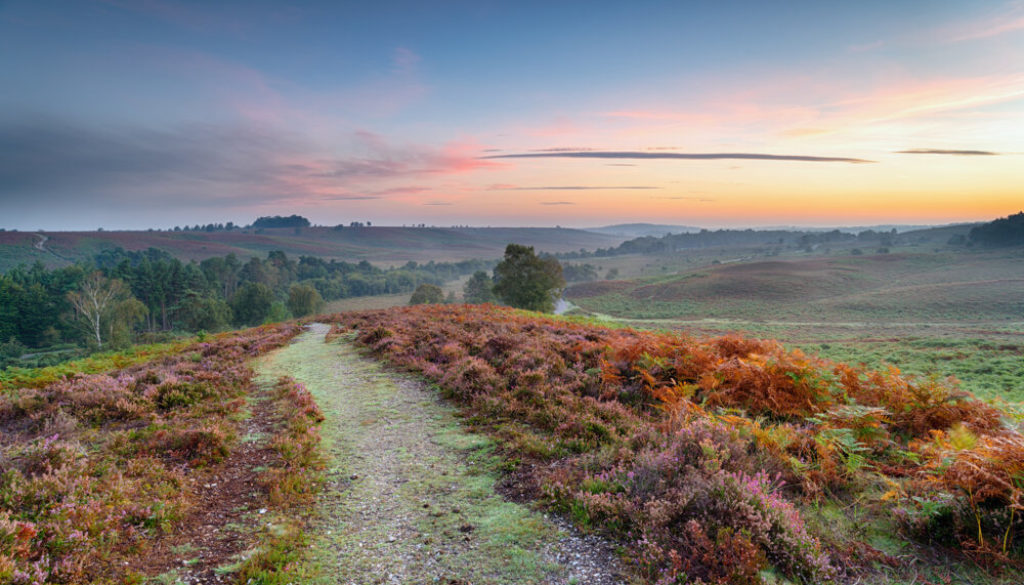 Five Simple Things We Appreciate in THE NEW FOREST Now More Than Ever