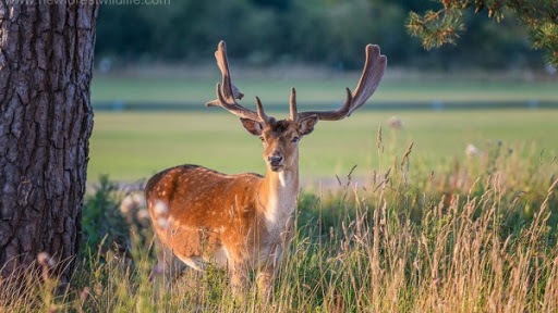 New Forest housing stats