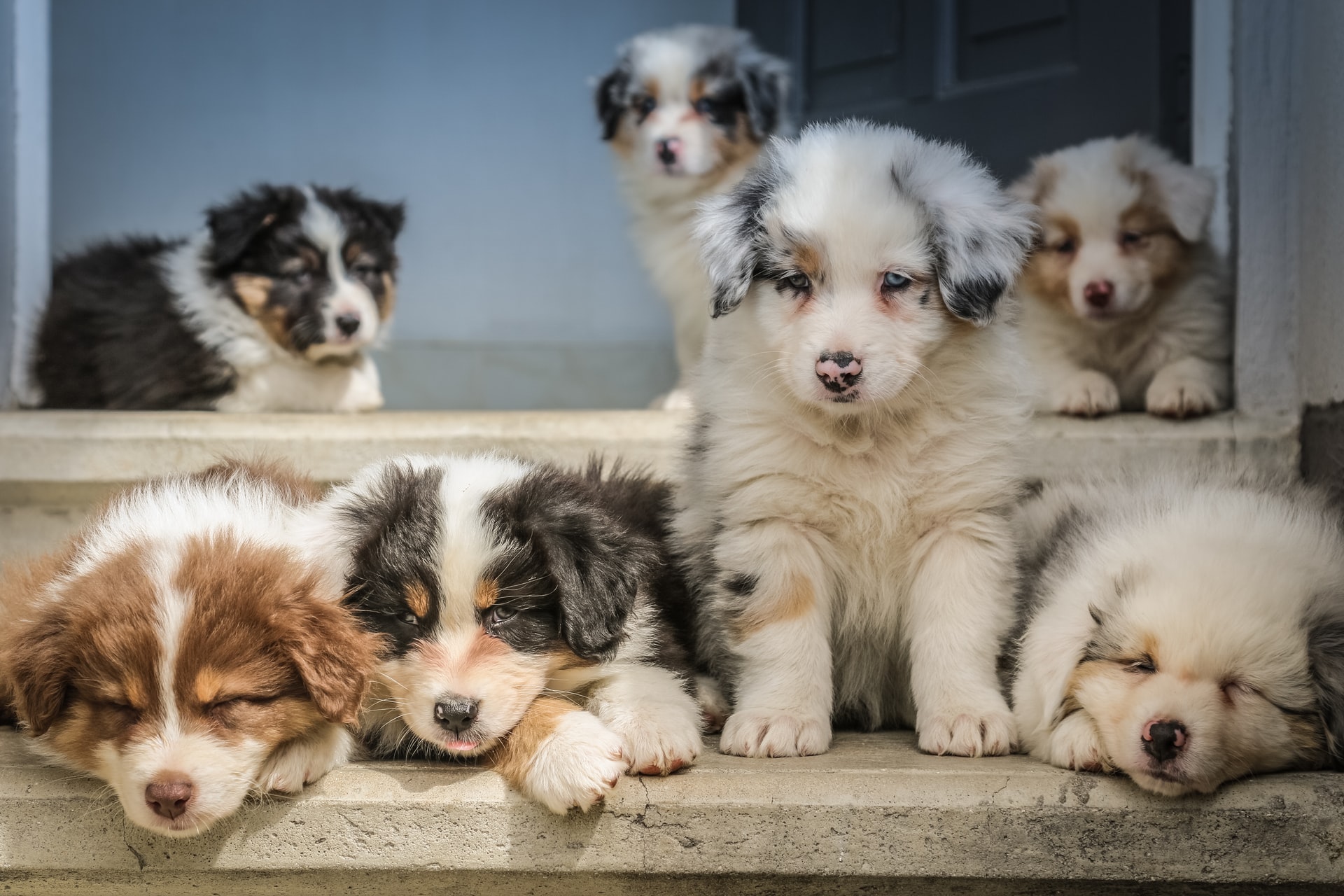 Ruff Times Ahead for New Forest’s Pandemic Puppies