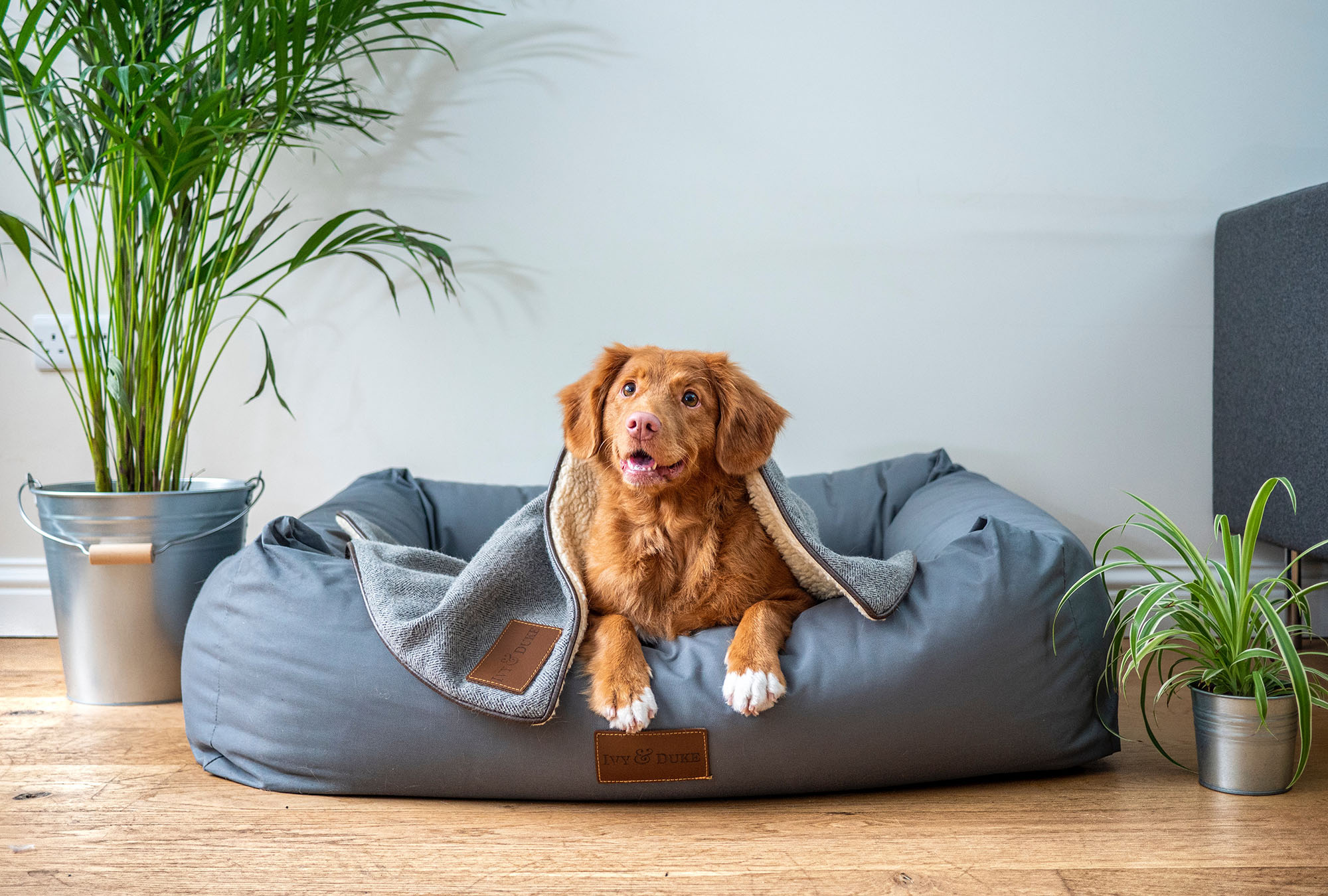 Should Landlords in The New Forest Allow Tenants to Keep Pets?